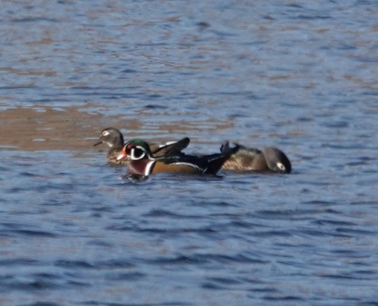Wood Duck - ML644893999