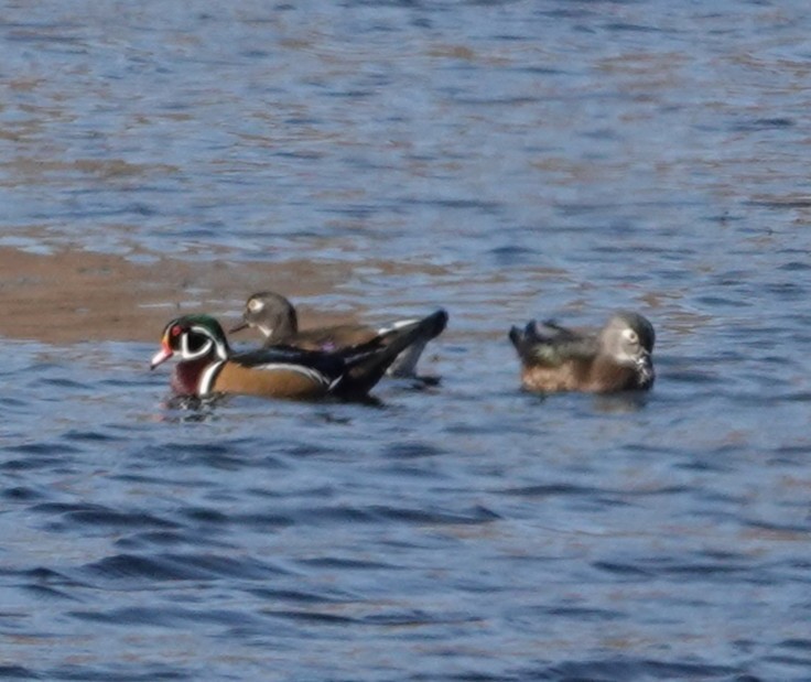 Wood Duck - ML644894000