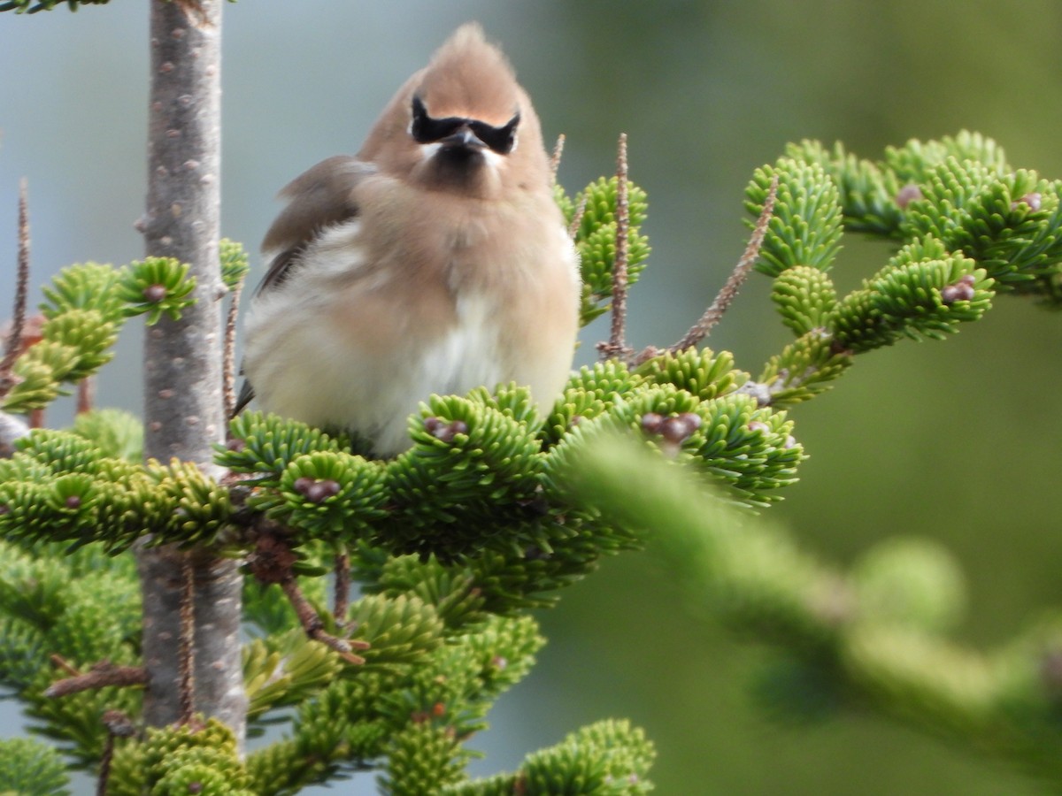 Bohemian Waxwing - ML644894013