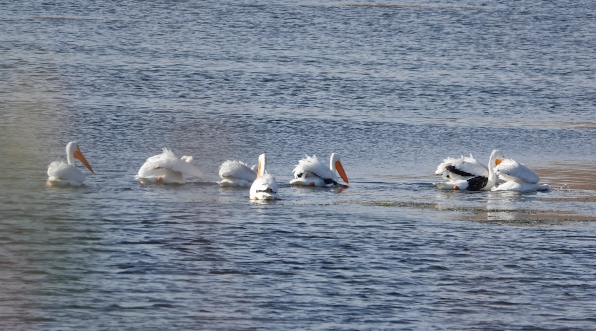 American White Pelican - ML644894024