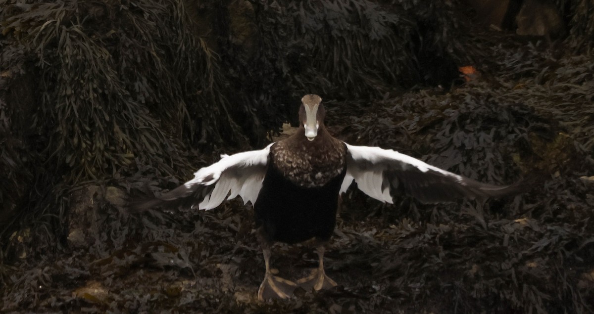 Common Eider - ML644894031