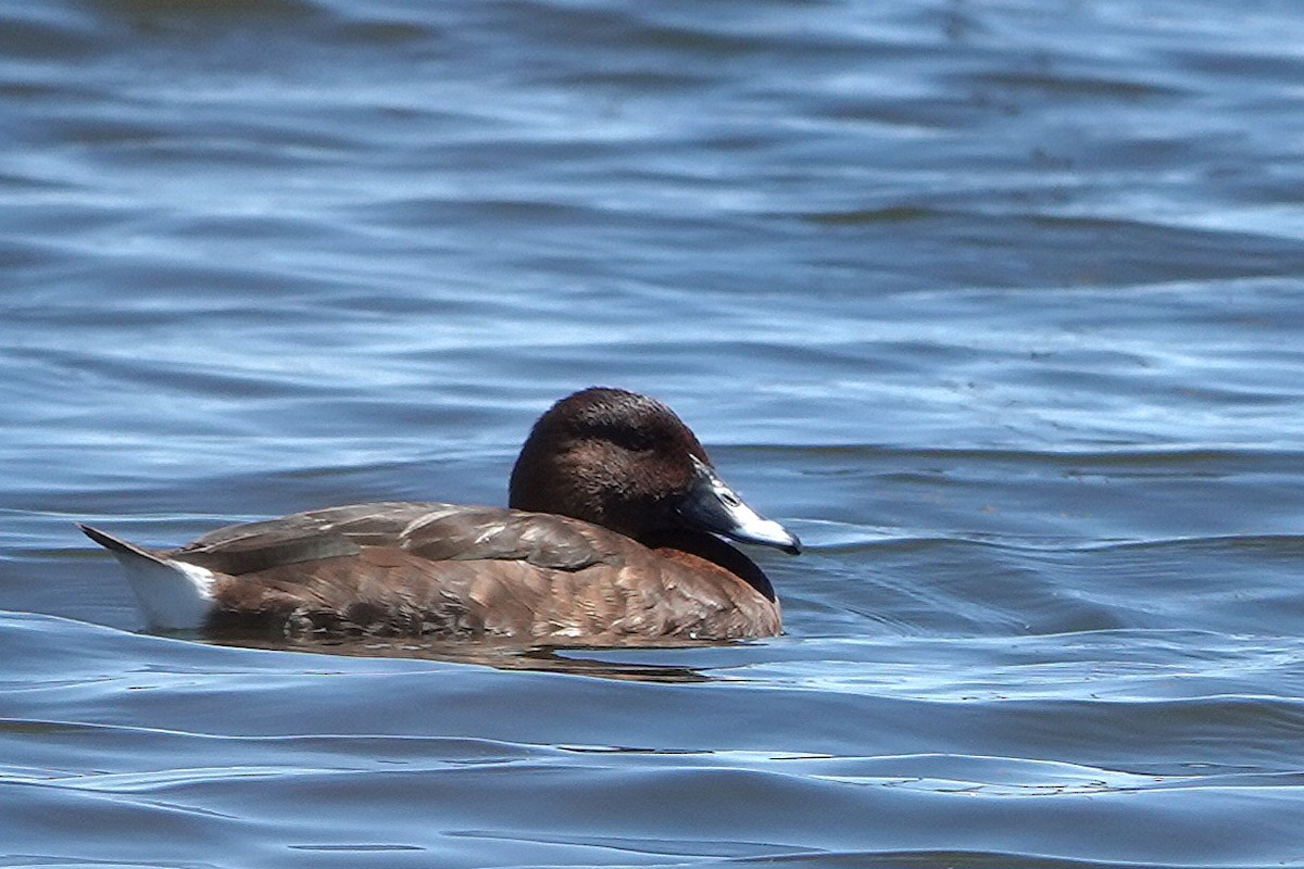 Hardhead - ML644894049