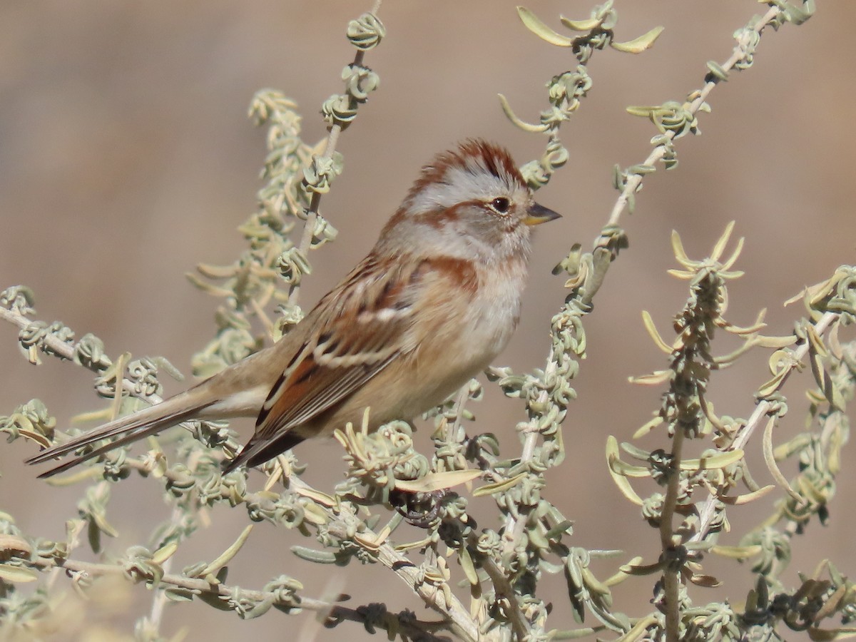 Пасовник північний - ML644894056