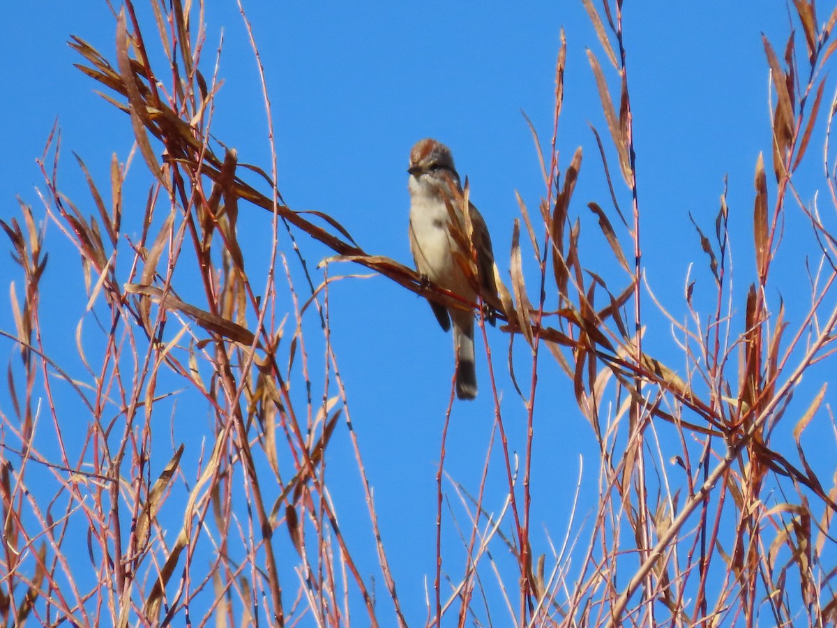 Пасовник північний - ML644894057