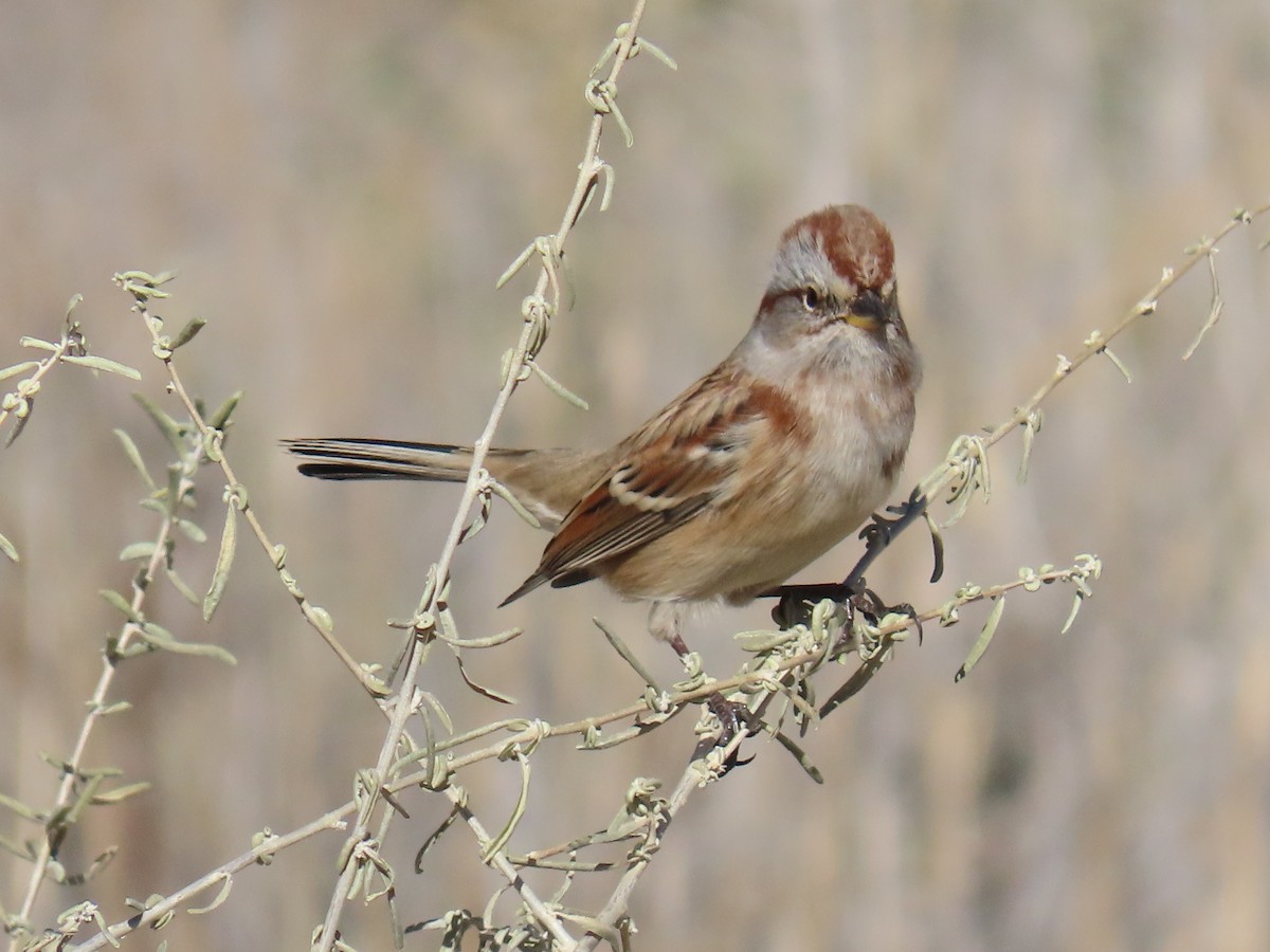 Пасовник північний - ML644894058