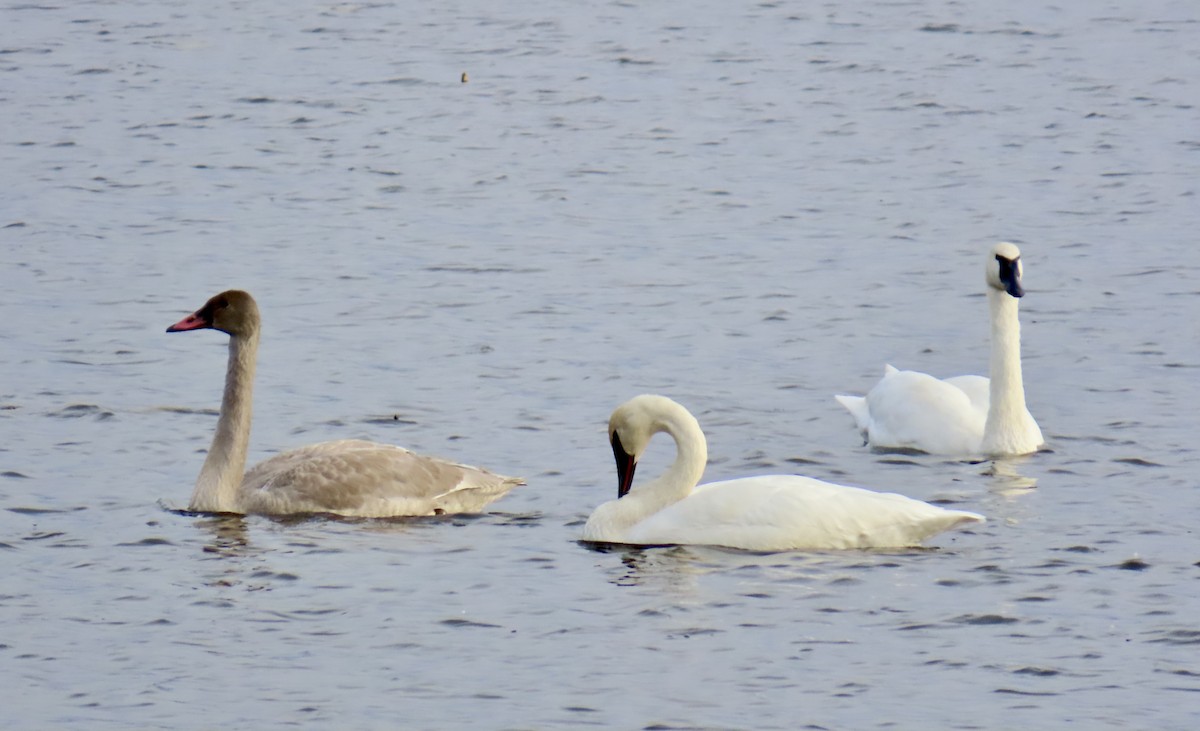 Trumpeter Swan - ML644894067