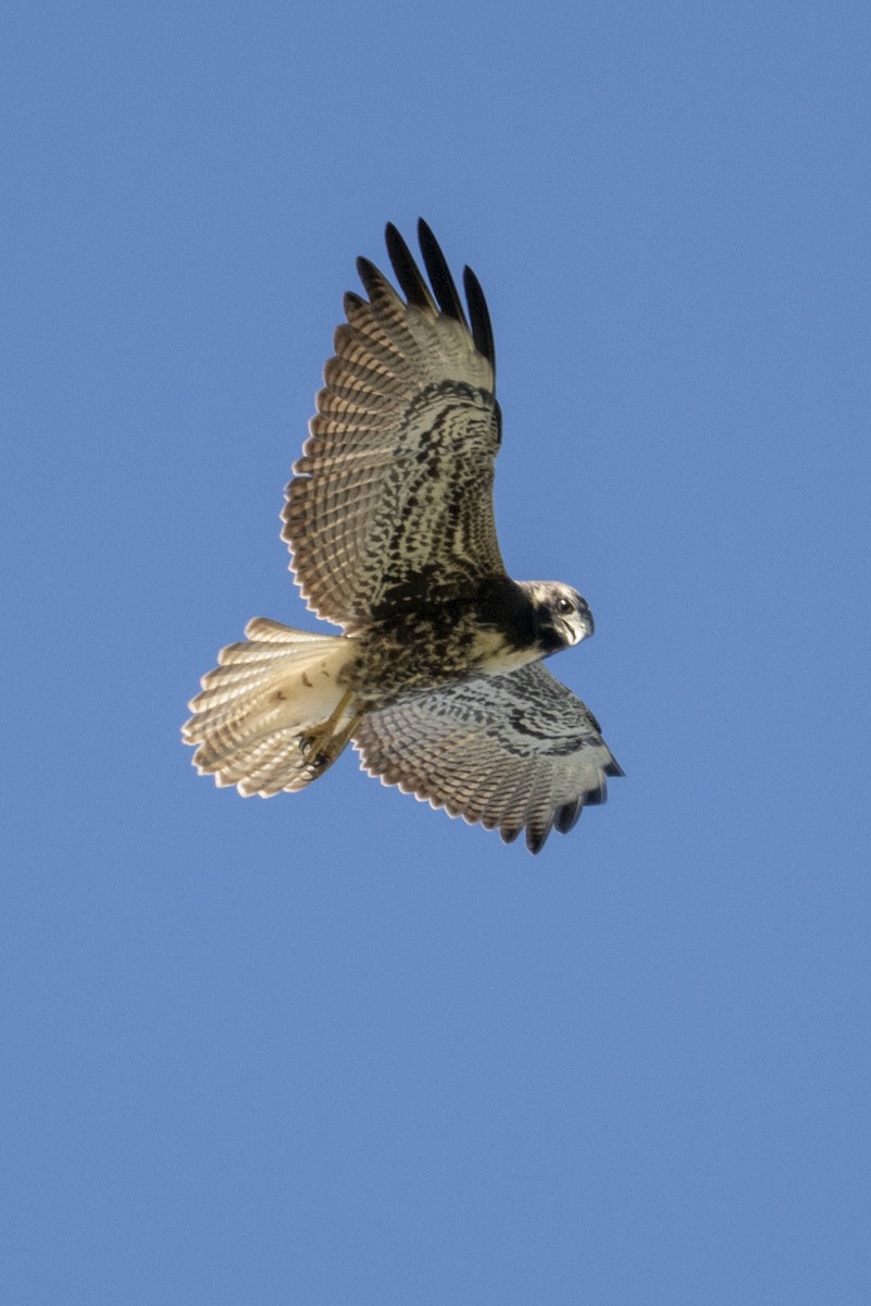 White-tailed Hawk - ML644894076