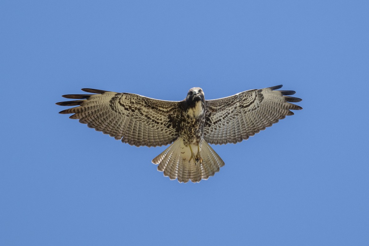 White-tailed Hawk - ML644894077