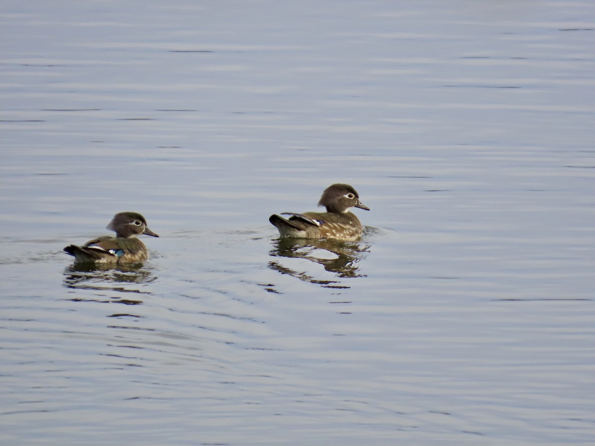 美洲鴛鴦 - ML644894088