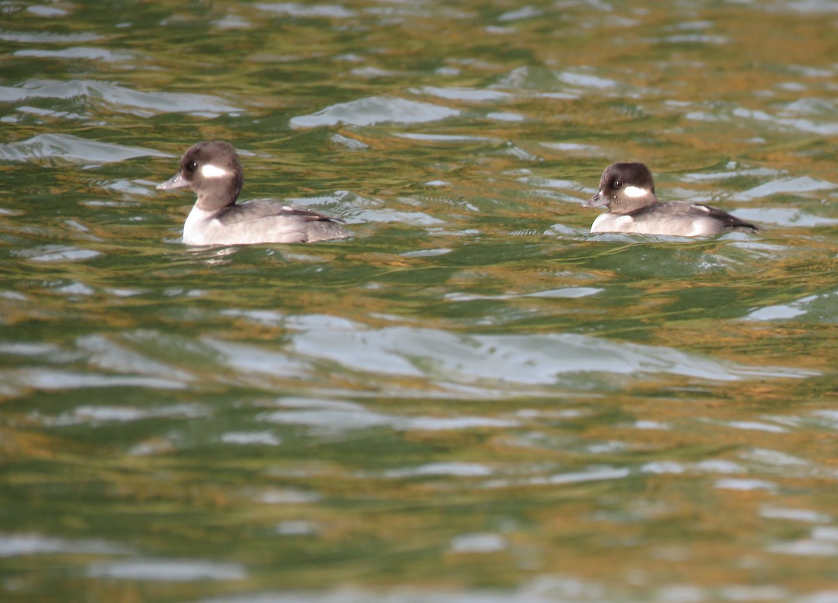 Bufflehead - ML644894089