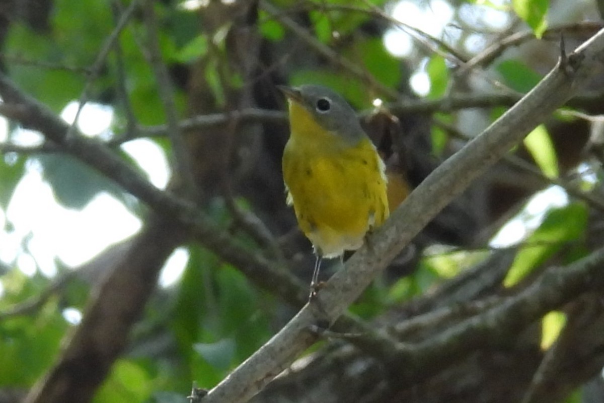 Magnolia Warbler - ML644894094