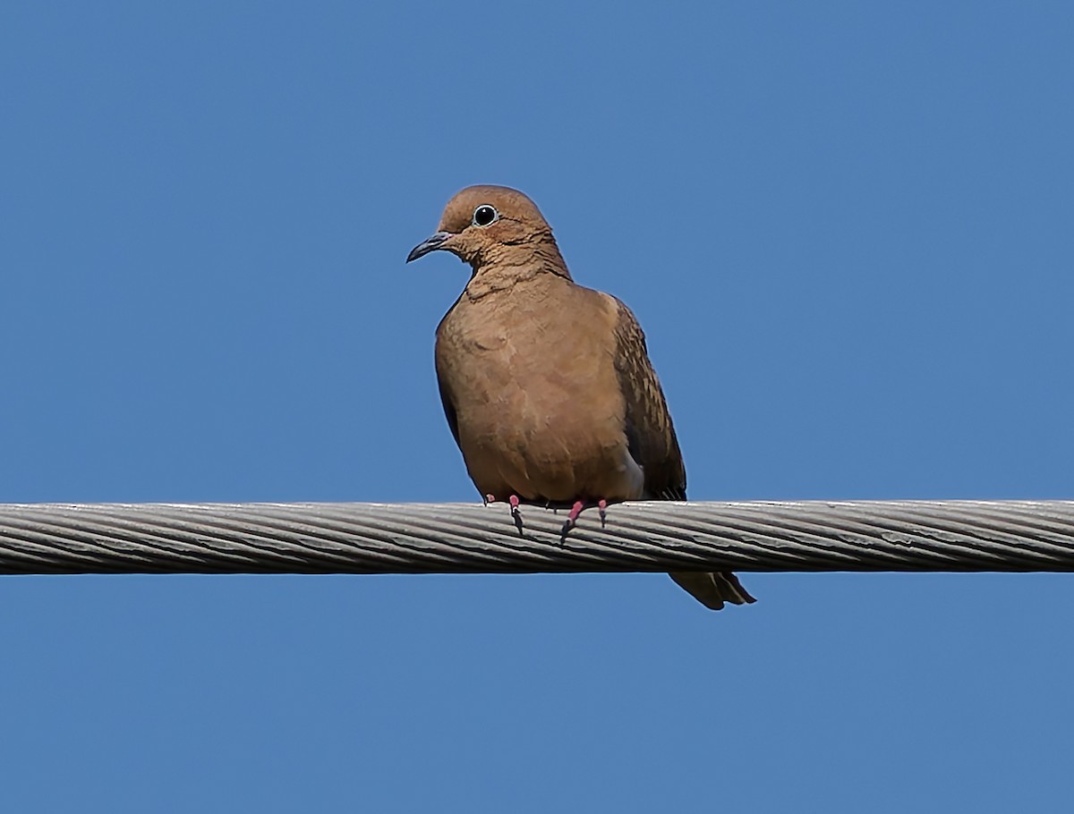 Mourning Dove - ML644894096