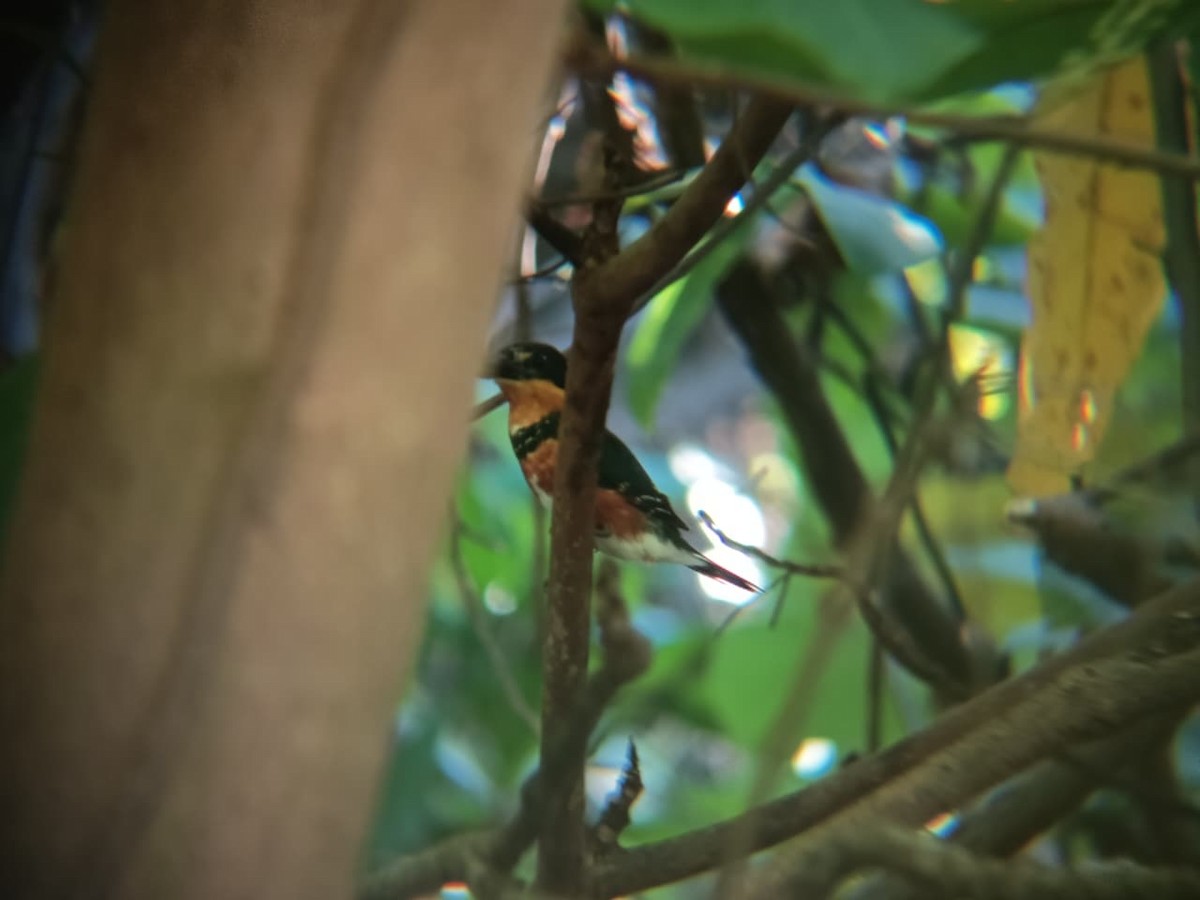 American Pygmy Kingfisher - ML644894098