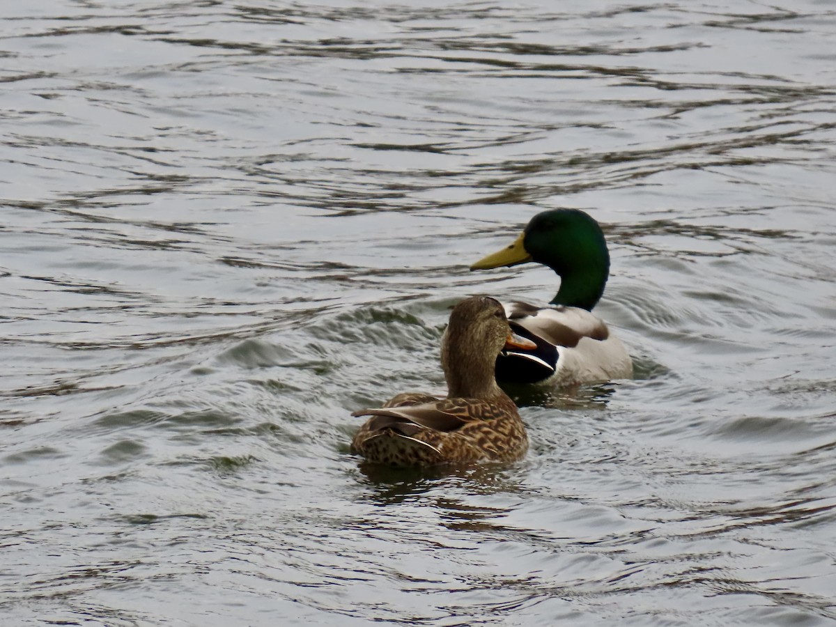 綠頭鴨 - ML644894099
