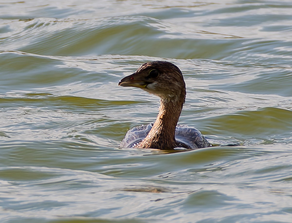 Pied-billed Grebe - ML644894103