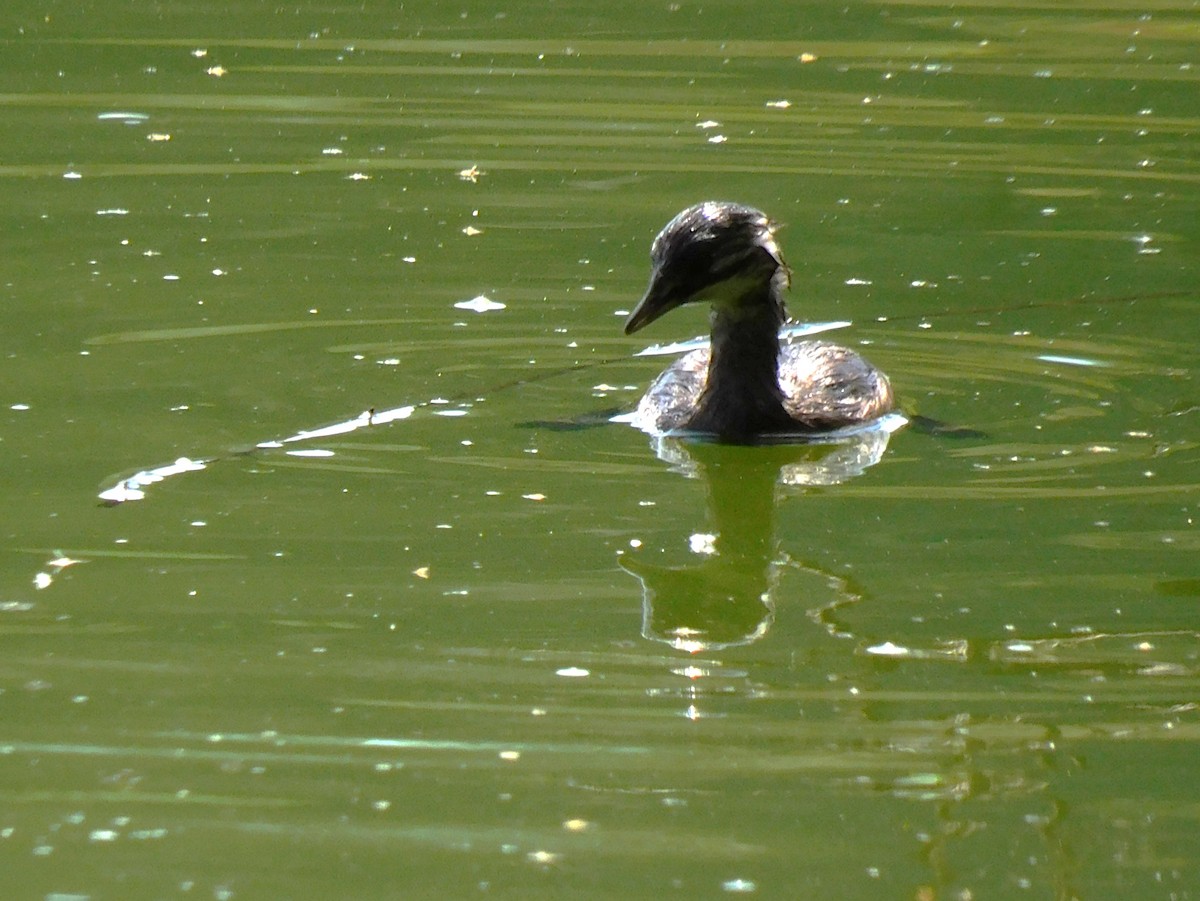 Least Grebe - ML644894110