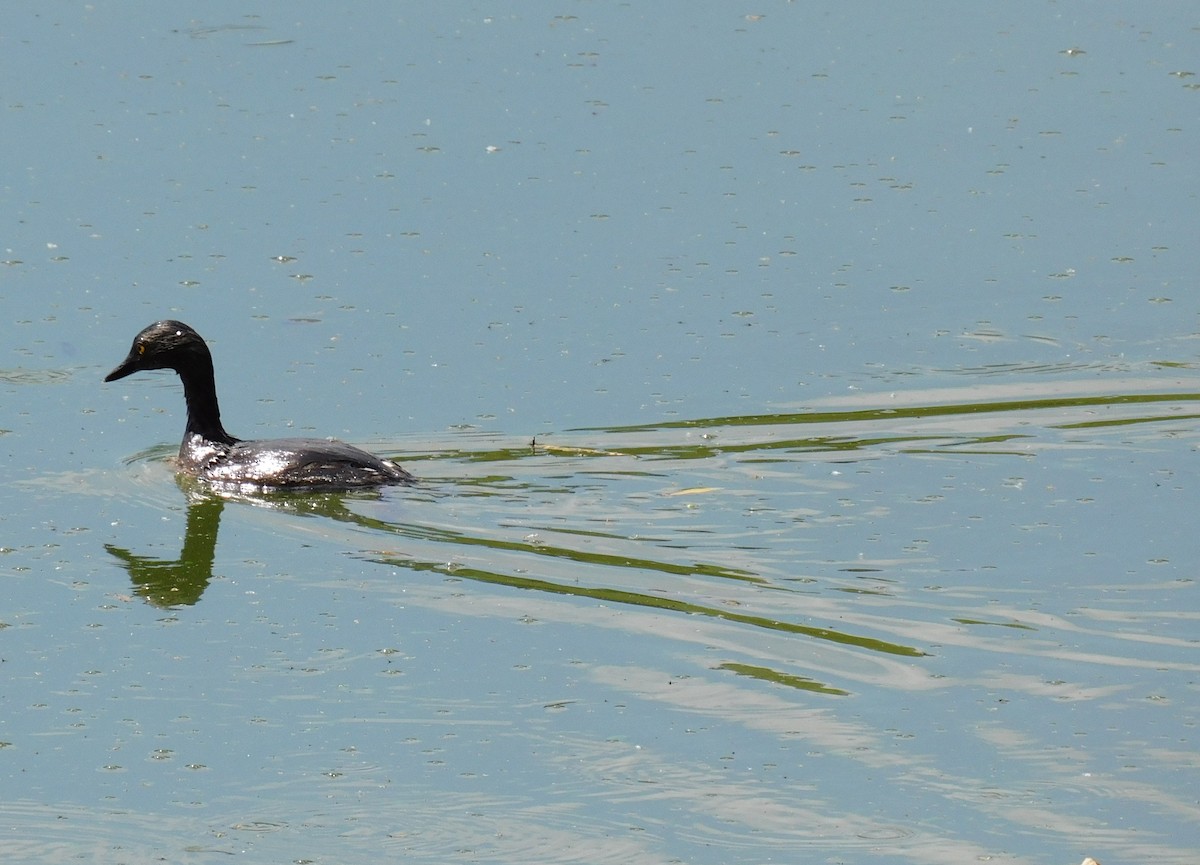 Least Grebe - ML644894111