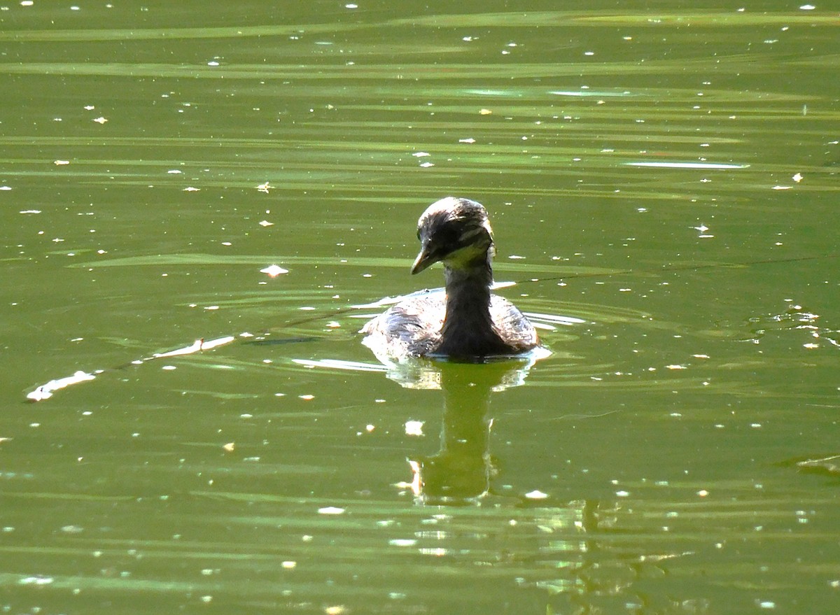 Least Grebe - ML644894112