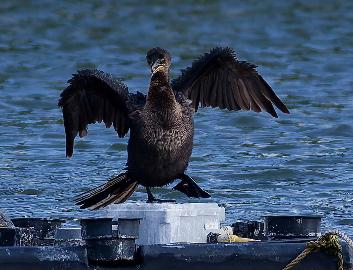 Neotropic Cormorant - ML644894124