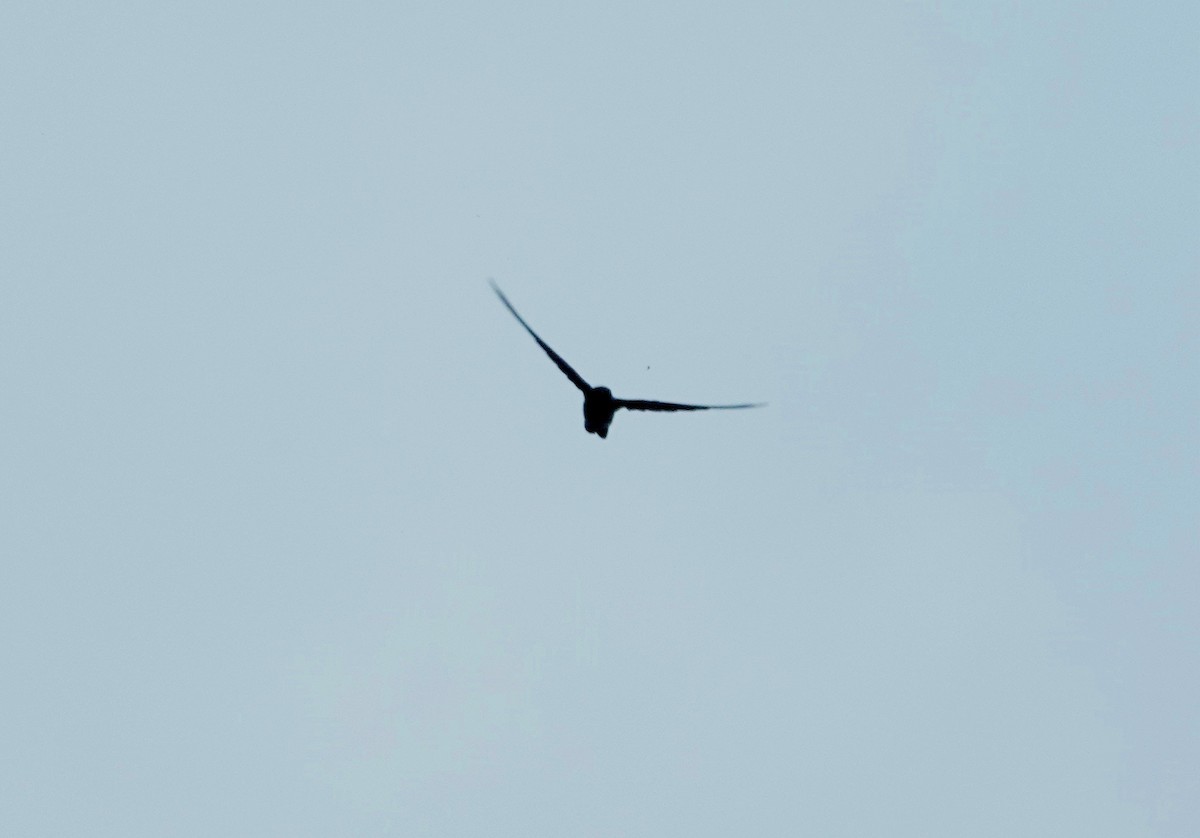 Martinet batassia - ML644894137