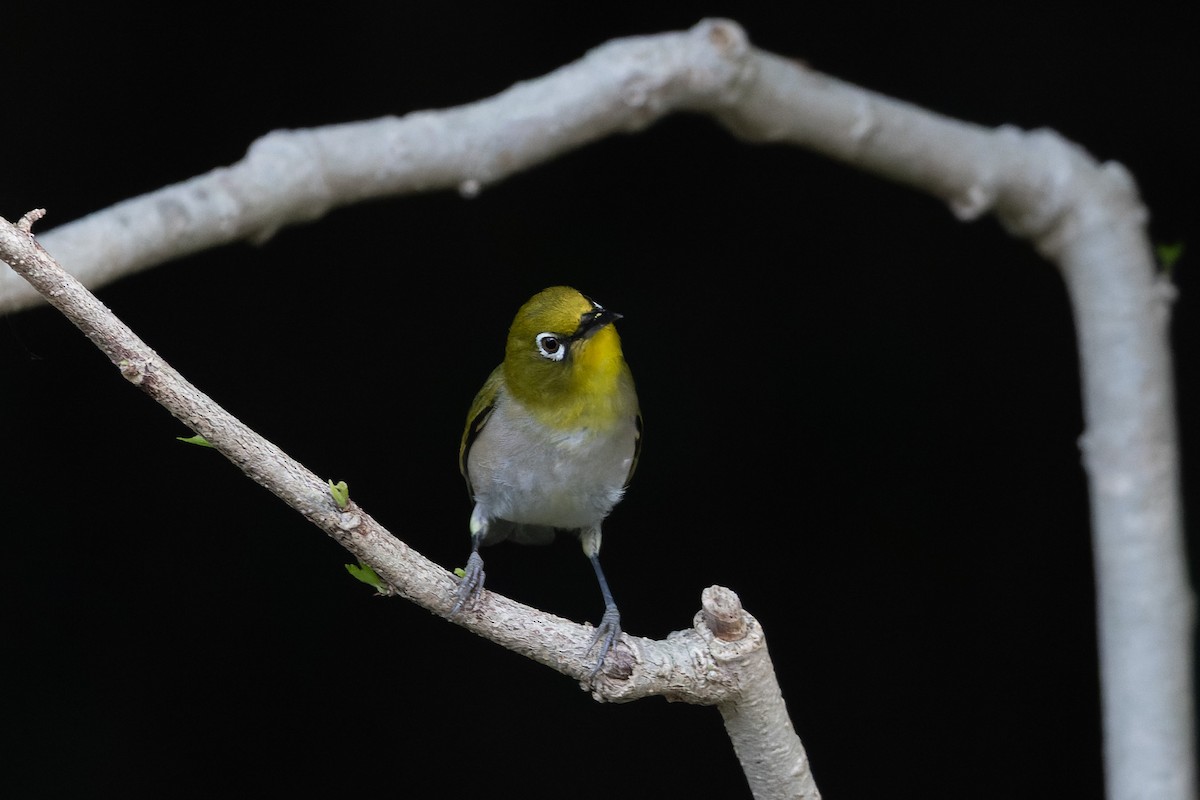 Окулярник японський - ML644894138