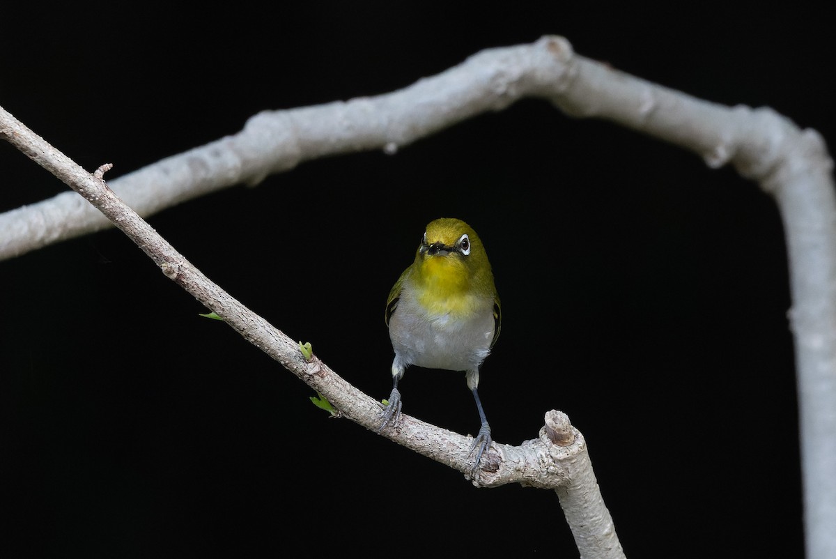 Окулярник японський - ML644894139