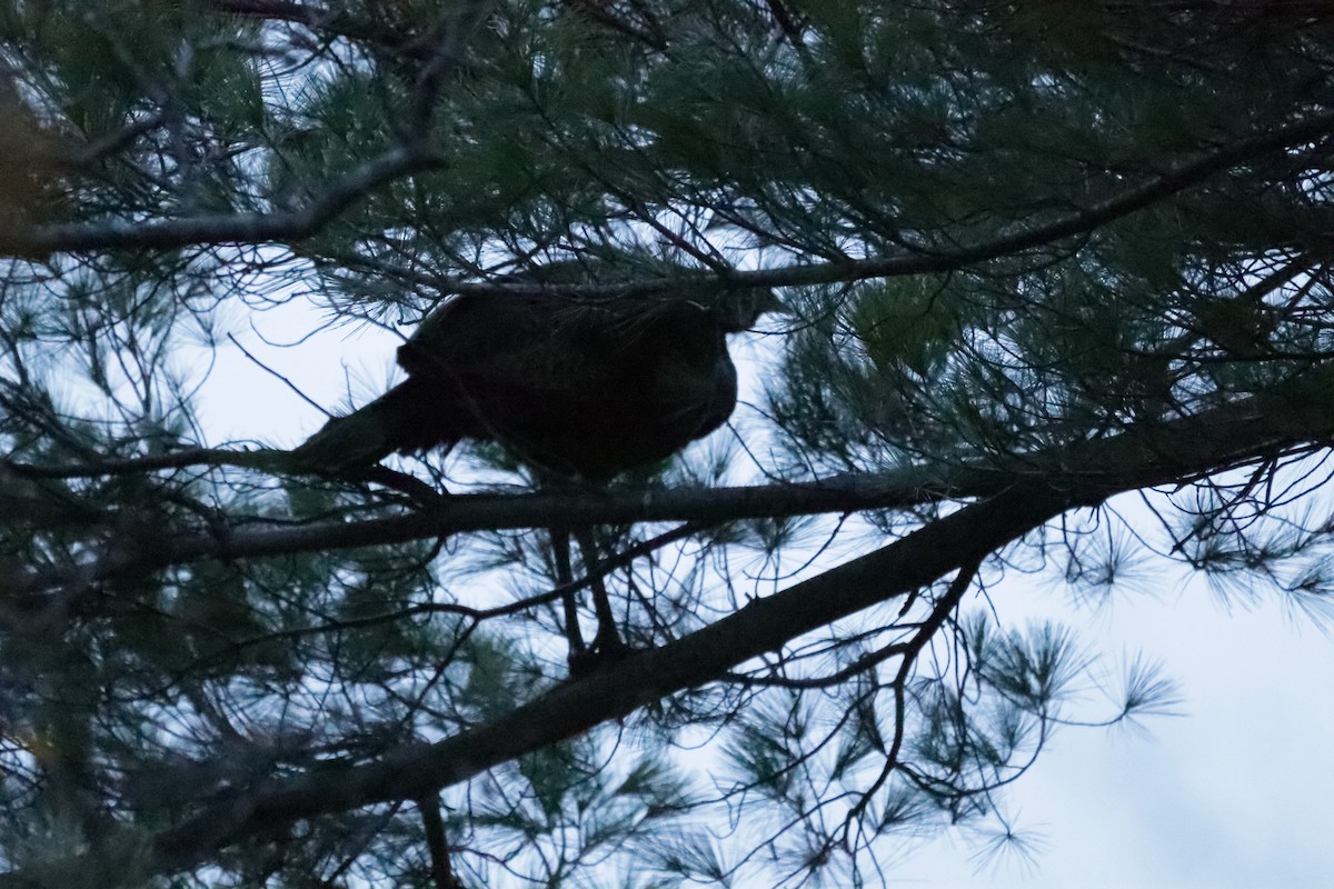 Guajolote Gallipavo - ML644894140