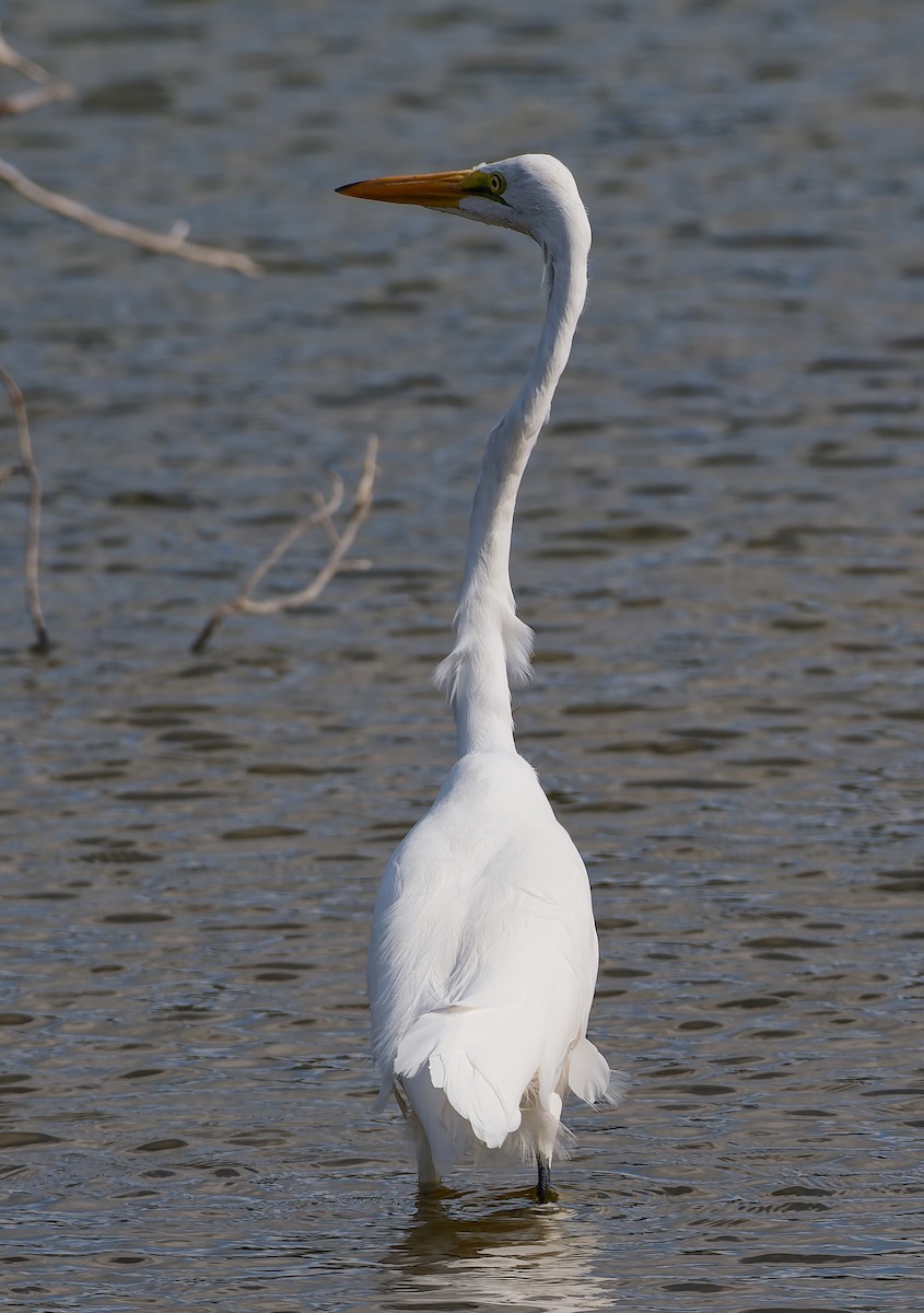 Garceta Grande - ML644894142