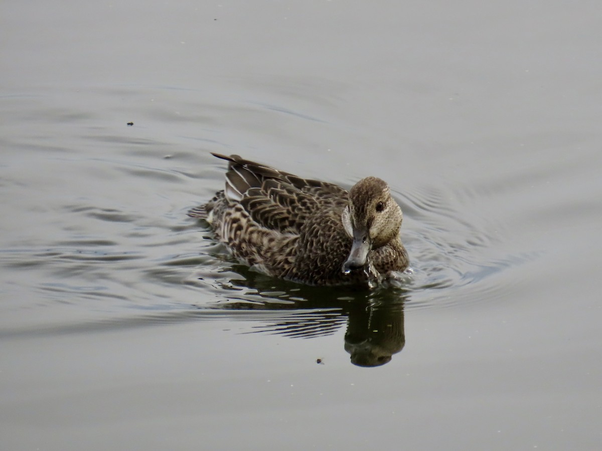 小水鴨 - ML644894160