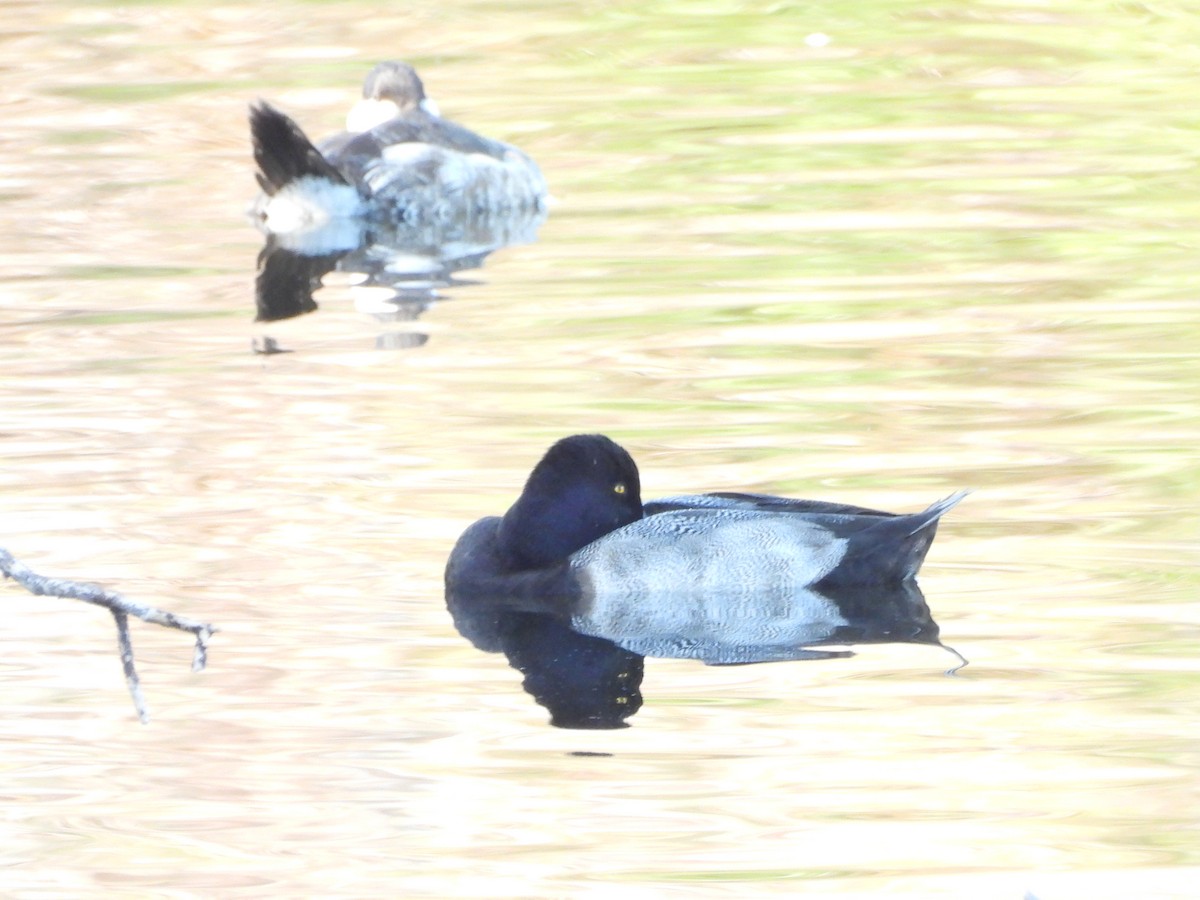 小斑背潛鴨 - ML644894161