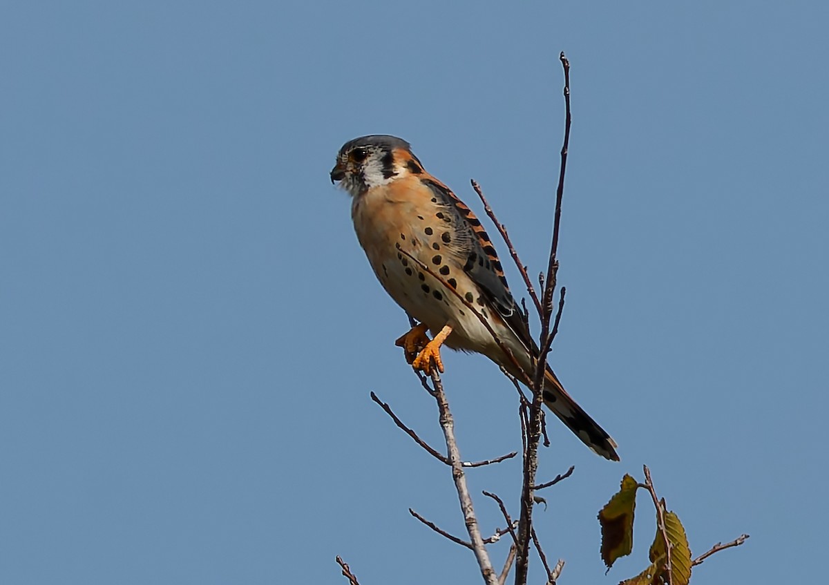 American Kestrel - ML644894166