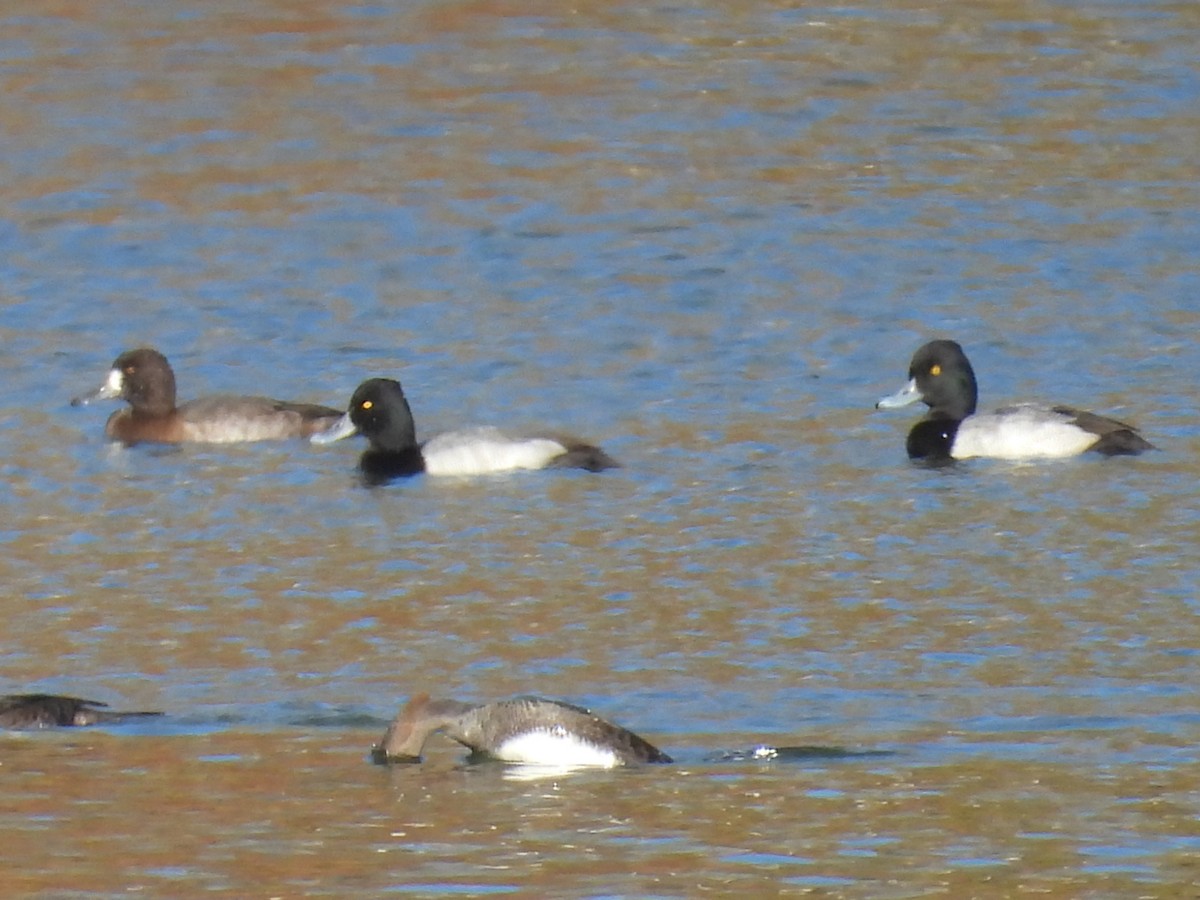 小斑背潛鴨 - ML644894173