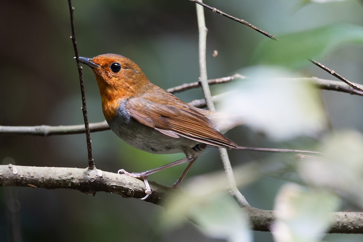 izurødskjegg - ML644894201