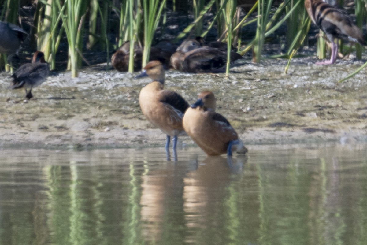 Fulvous Whistling-Duck - ML644894203