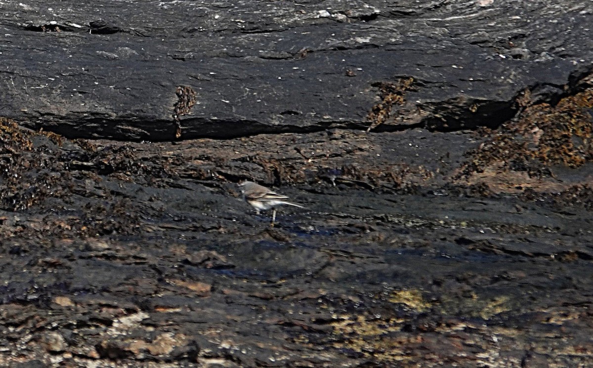 Cape Wagtail - ML644894212