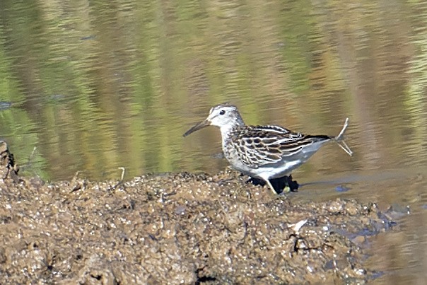 Pectoral Sandpiper - ML644894220