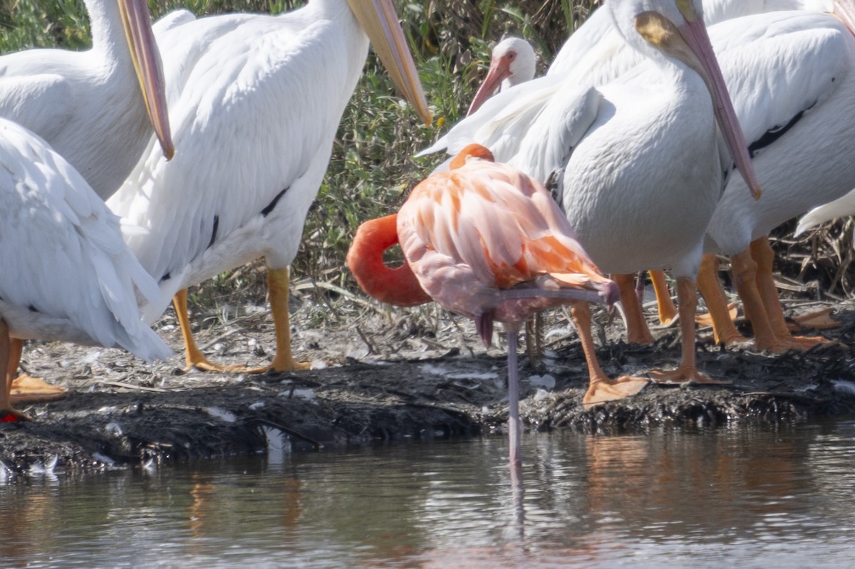 American Flamingo - ML644894225