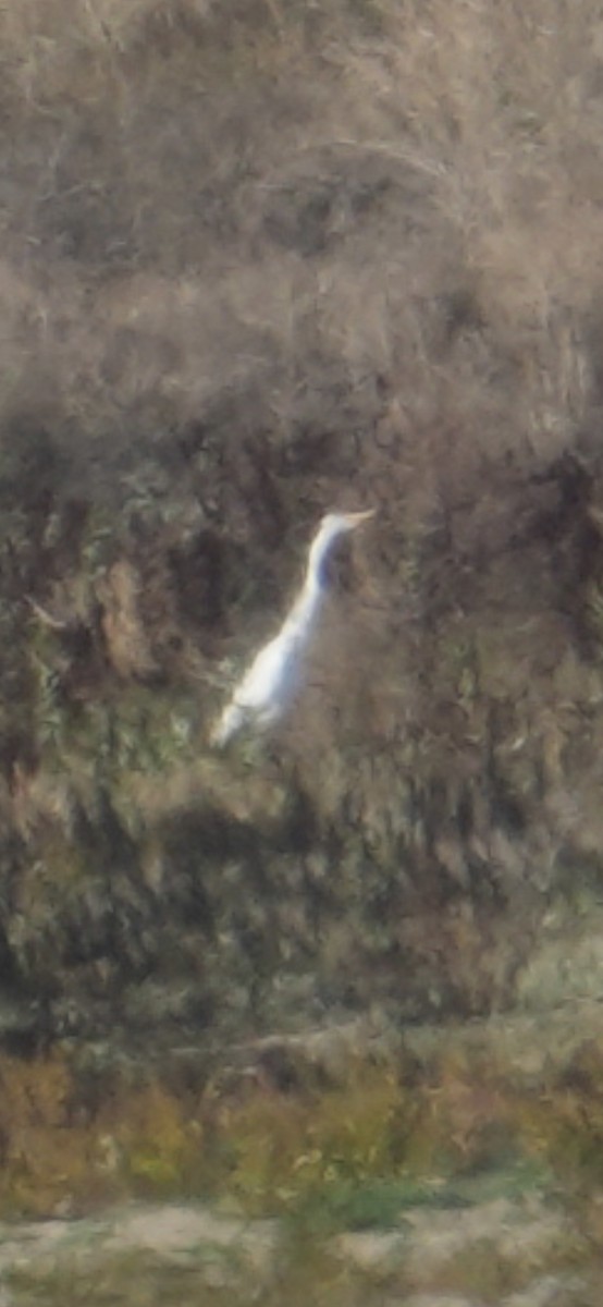 Garceta Grande - ML644894236