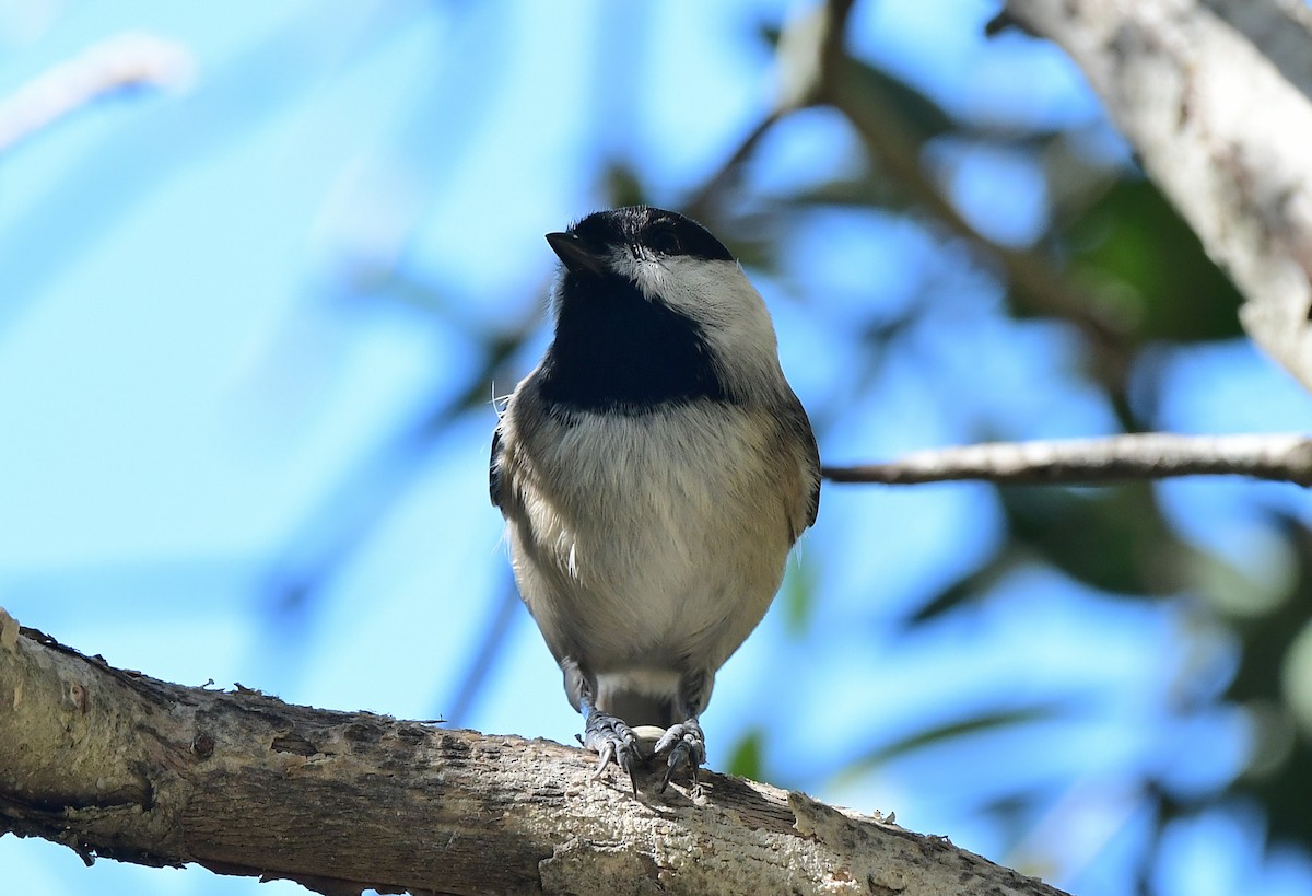 Carolina Chickadee - ML644894247