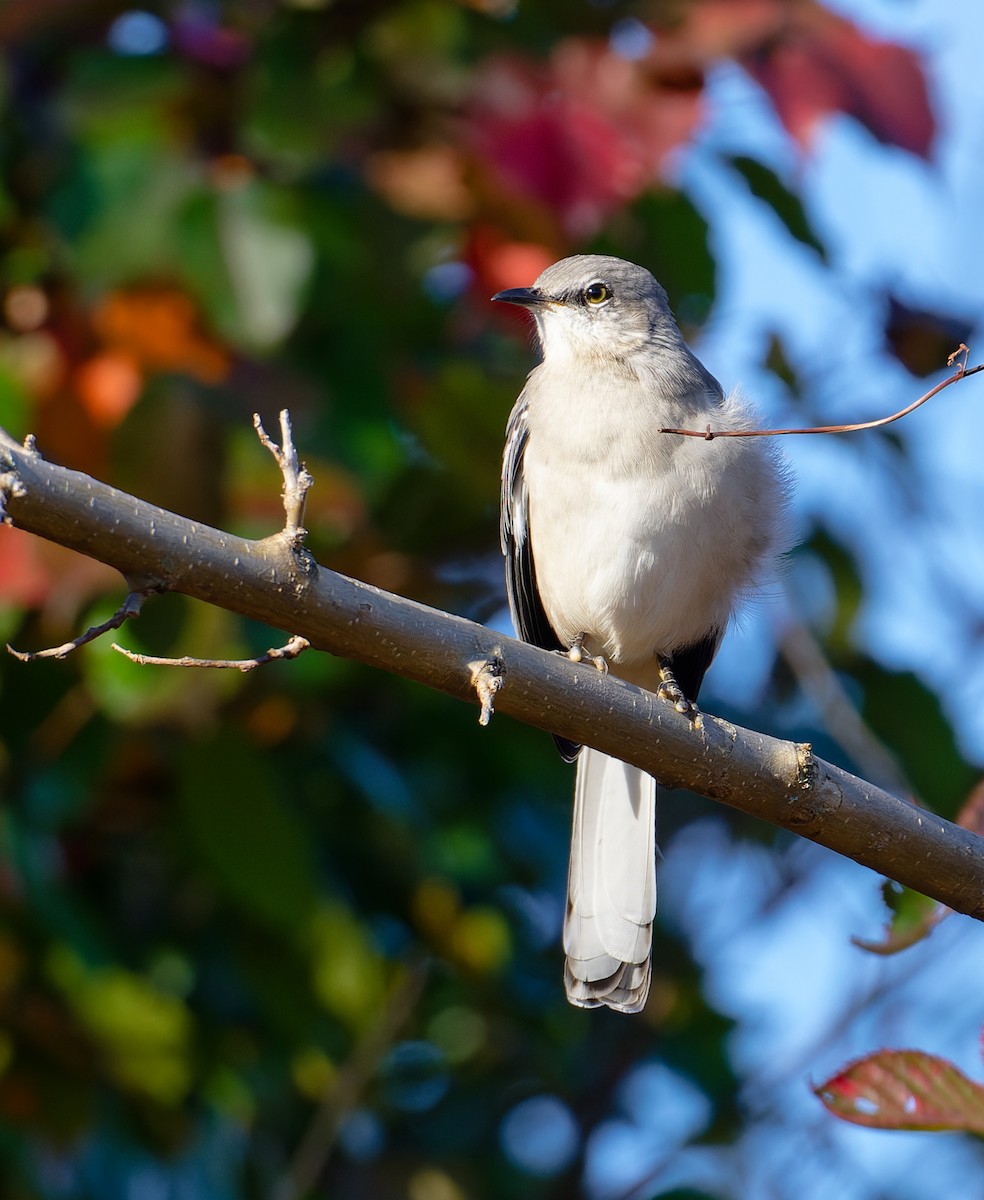 Northern Mockingbird - ML644894269
