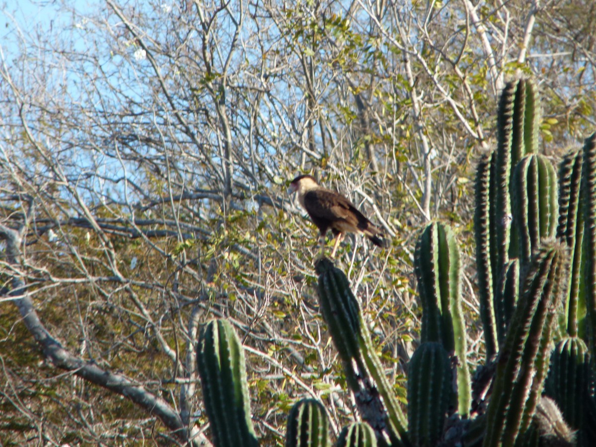 Schopfkarakara (Nordkarakara) - ML644894273