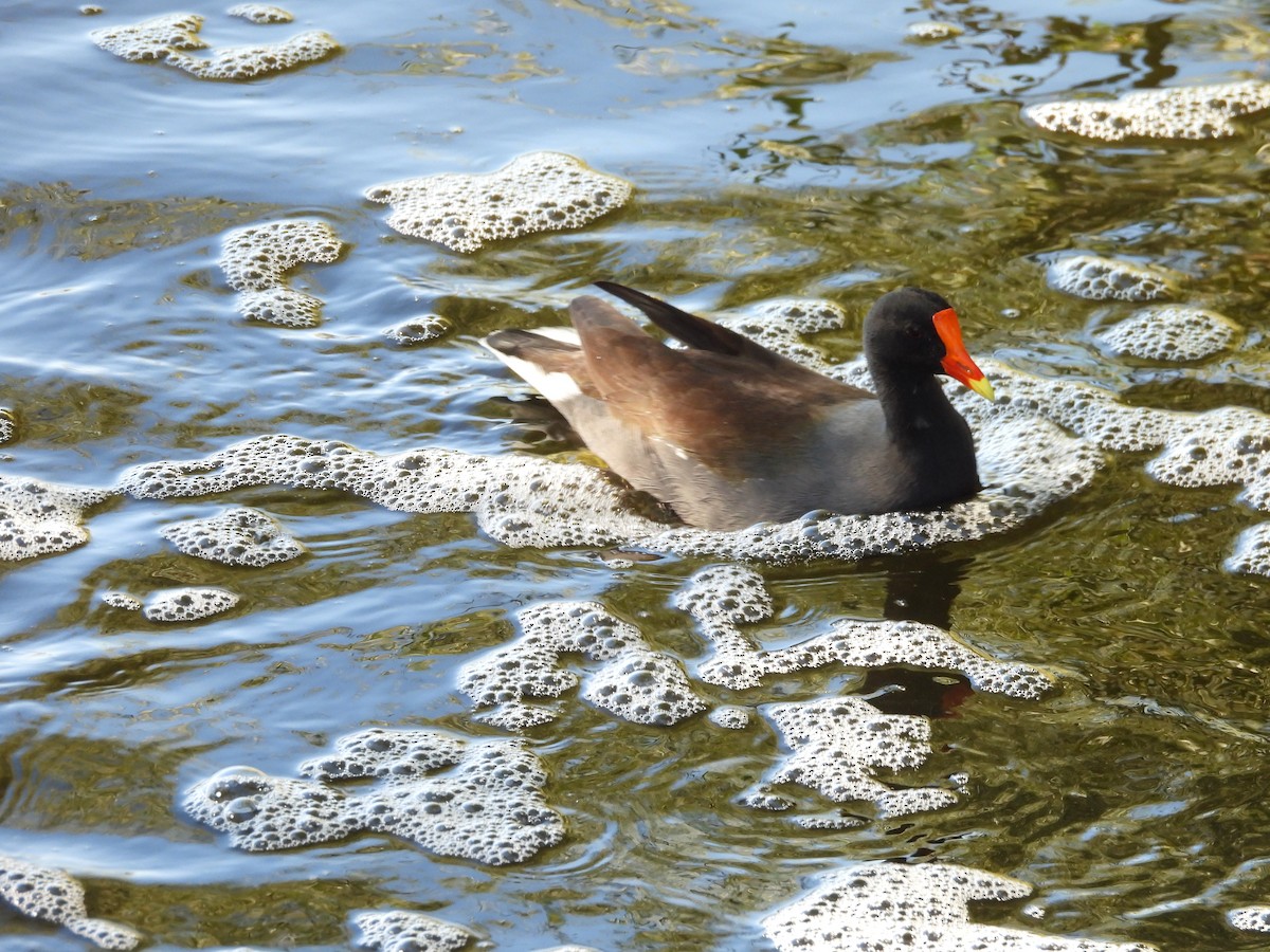 Amerika Sutavuğu - ML644894282