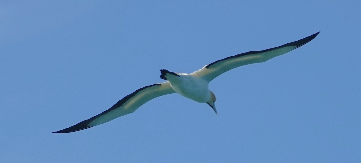 Lurmuturreko zanga - ML644894284