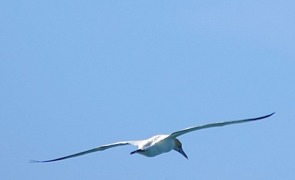 Lurmuturreko zanga - ML644894285