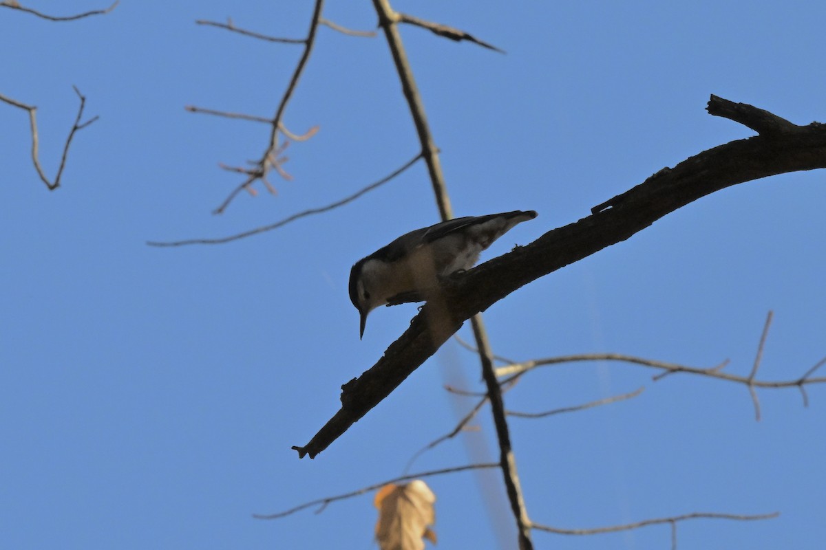 ムナジロゴジュウカラ - ML644894286