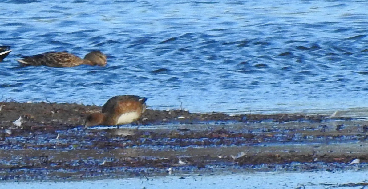 Eurasian Wigeon - ML644894302