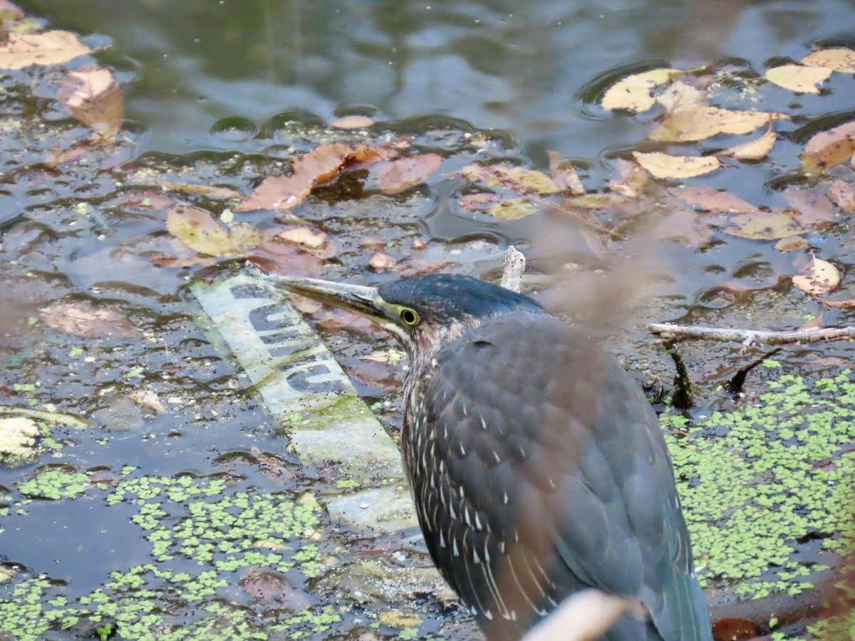 Green Heron - ML644894331