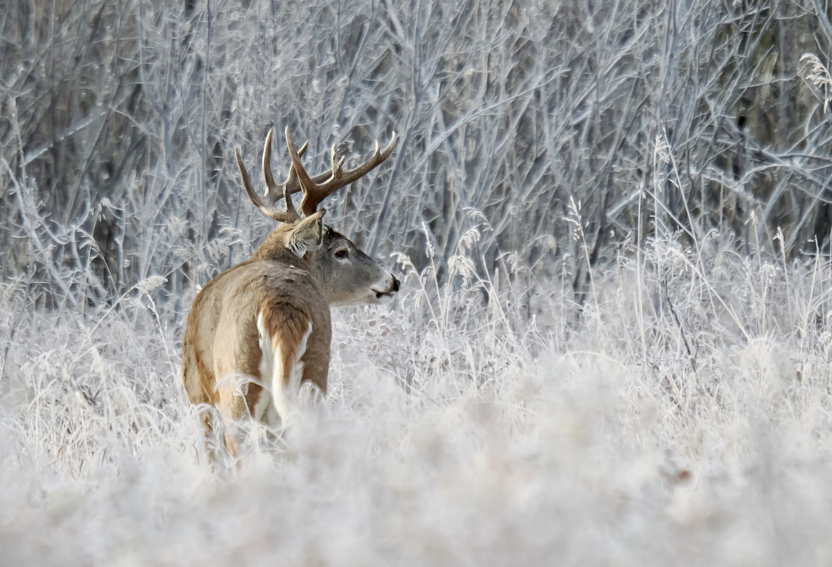 White-tailed Deer - ML644894333