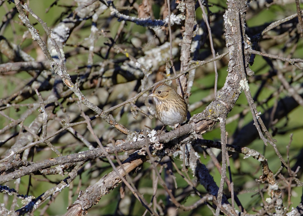 ヒメウタスズメ - ML644894338