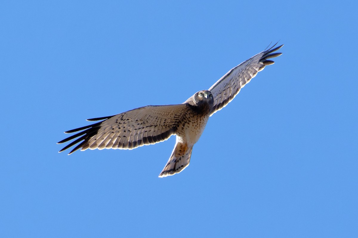 Northern Harrier - ML644894344
